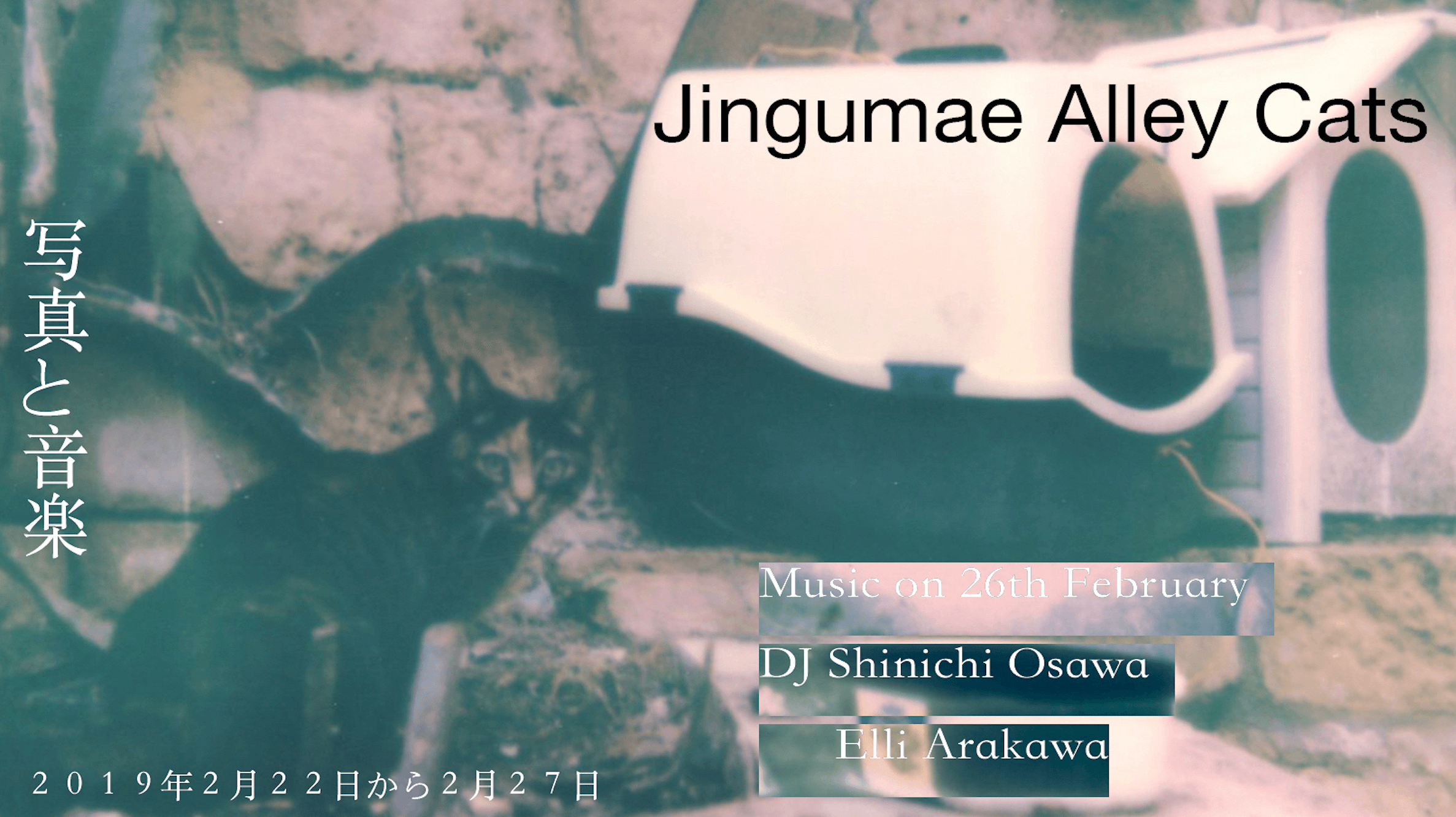 Jingumae Alley Cats - Polaroid Installation
